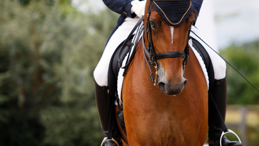 How to support your horse to overcome stressful situations easier?