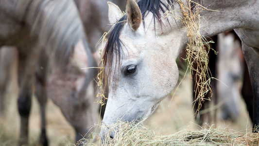 Why should you know about bioavailable, organic and chelated minerals when choosing a vitamin mineral feed for your horse?